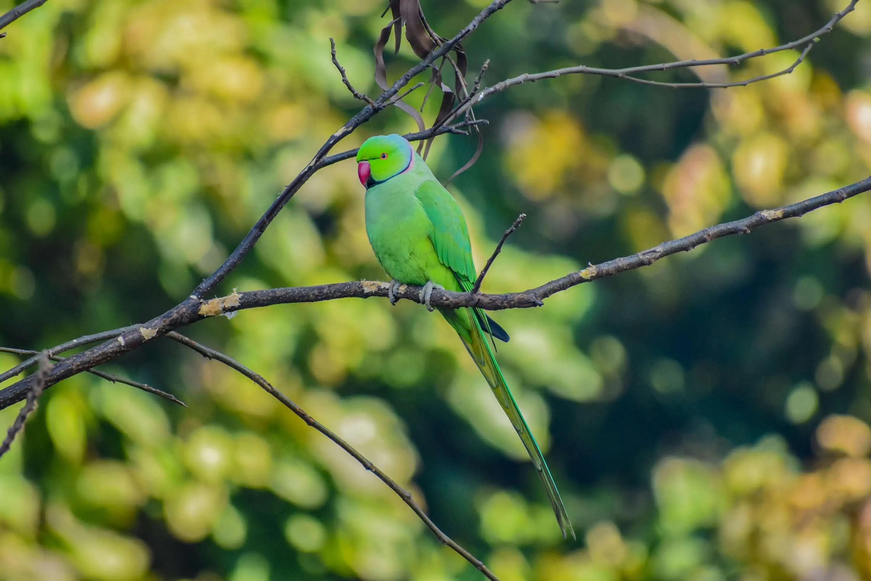 Nature’s Majesty