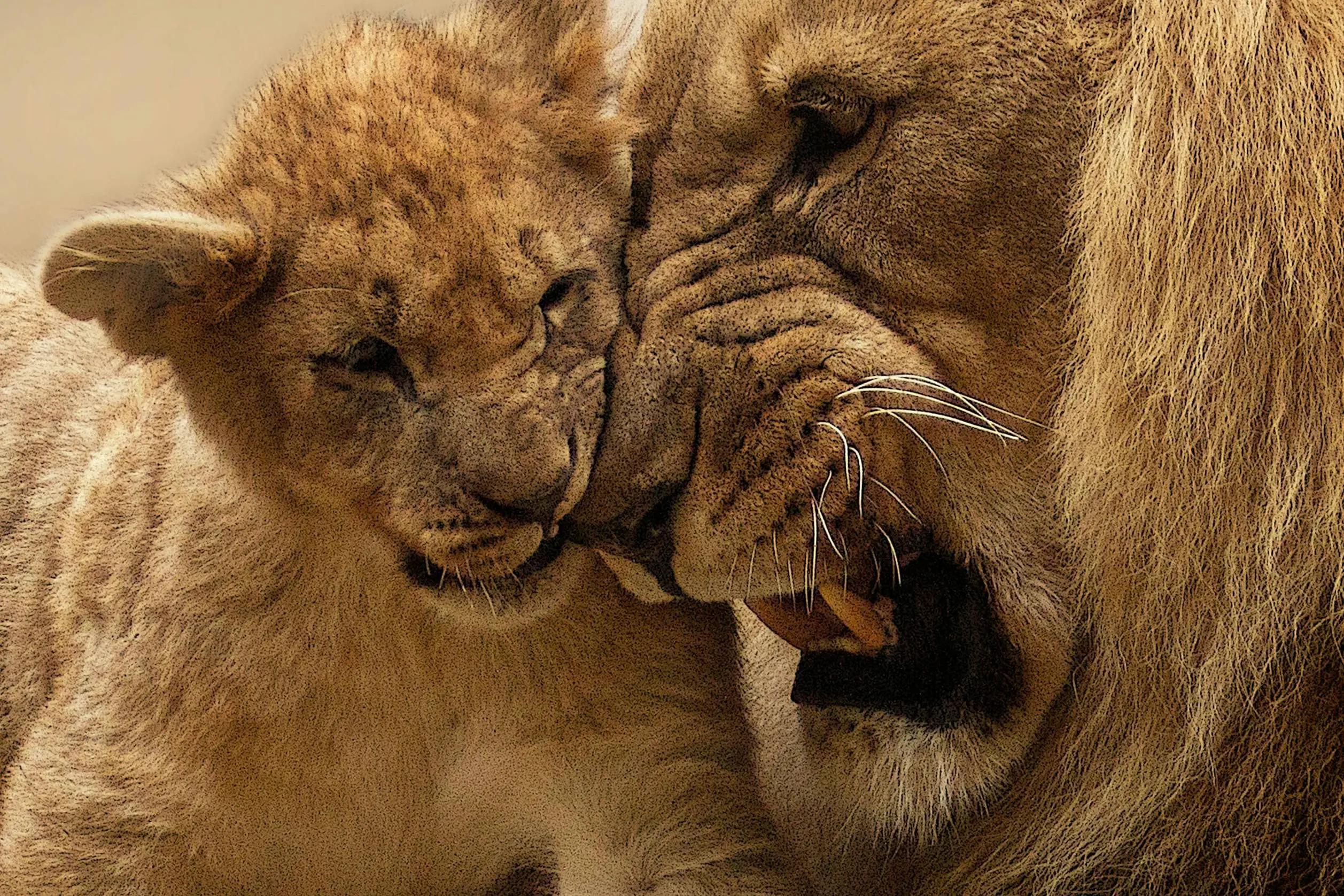 Wildlife Discovery